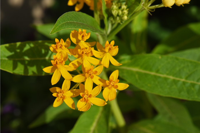 Tropical Milkweed – Asclepias Curassavica – bad for western monarchs