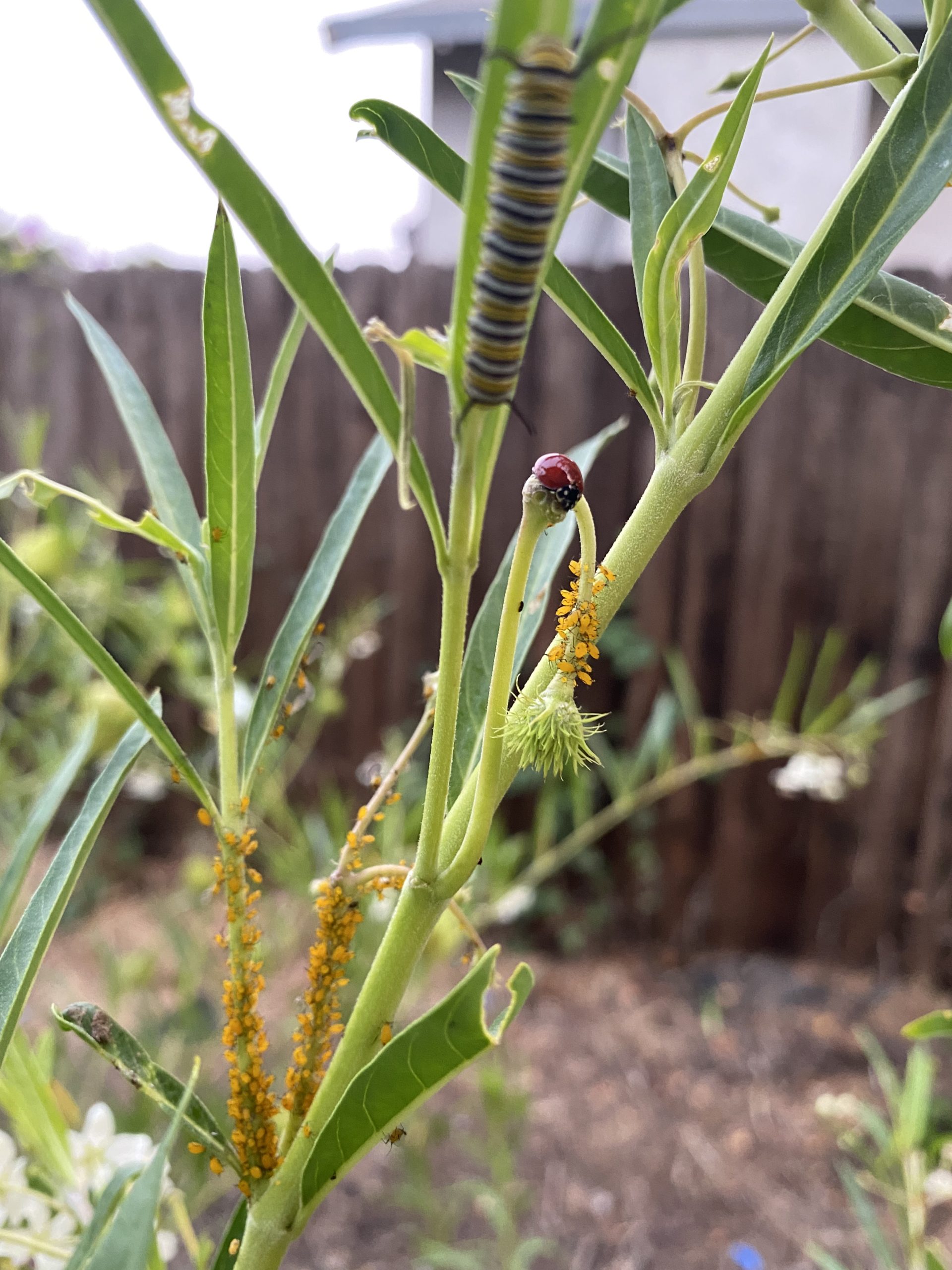 Aphid Wars! How to control these milkweed-infesting pests
