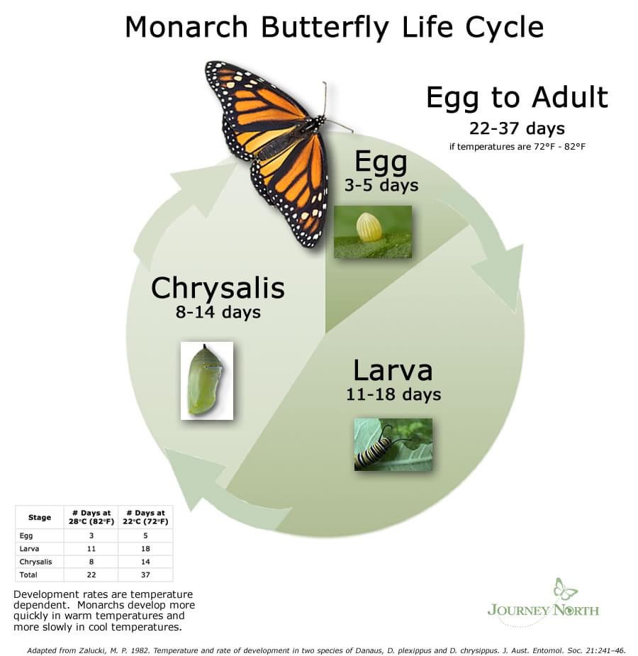 The Lifecycle of the Monarch Butterfly
