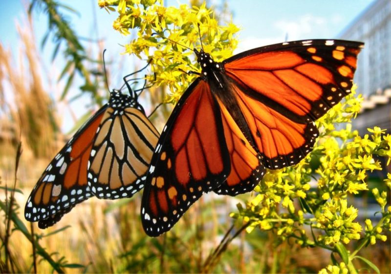 Monarch terminology— learning to speak “butterfly”